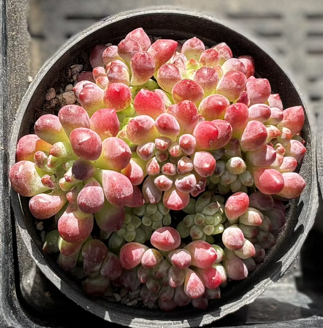 花火　韓国苗　セダム　多肉植物