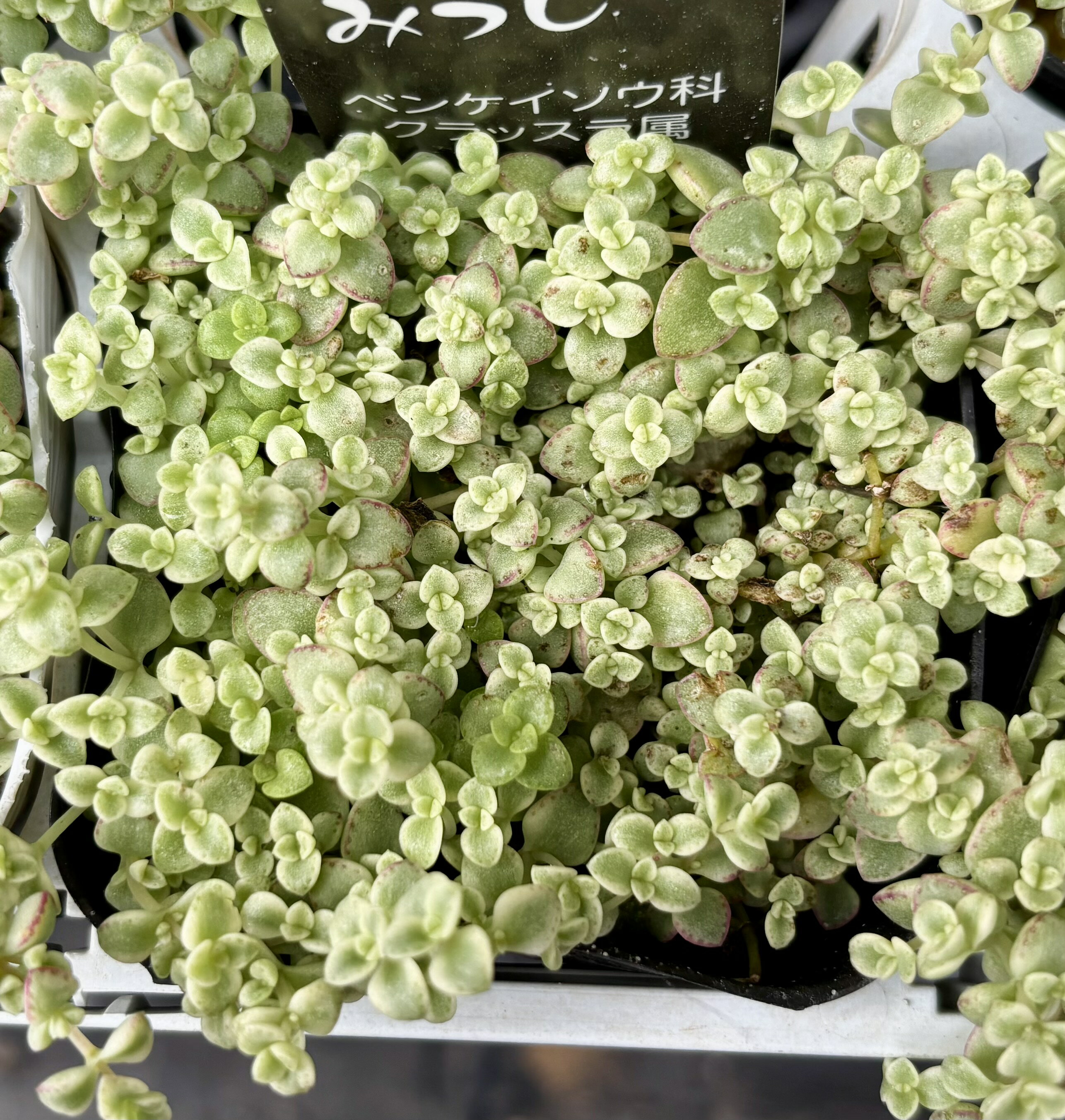 楽天市場】多肉植物 リトルミッシーの通販 楽天市場】多肉植物 リトルミッシーの通販