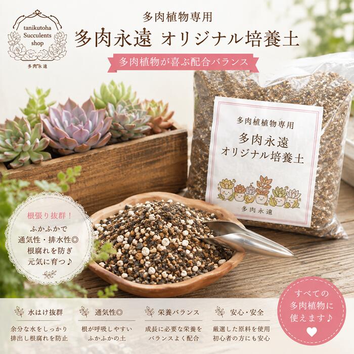 【楽天市場】多肉植物の土 オリジナルブレンド培養土 2L 厳選素材配合（赤玉・鹿沼・軽石）水はけ抜群 植え替え 園芸 多肉永遠