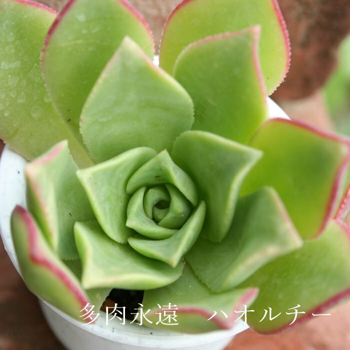 nI`[AGIjE MTCY 6cm|bg haworthii A ^Cv `^ aeonium i  jO 킢