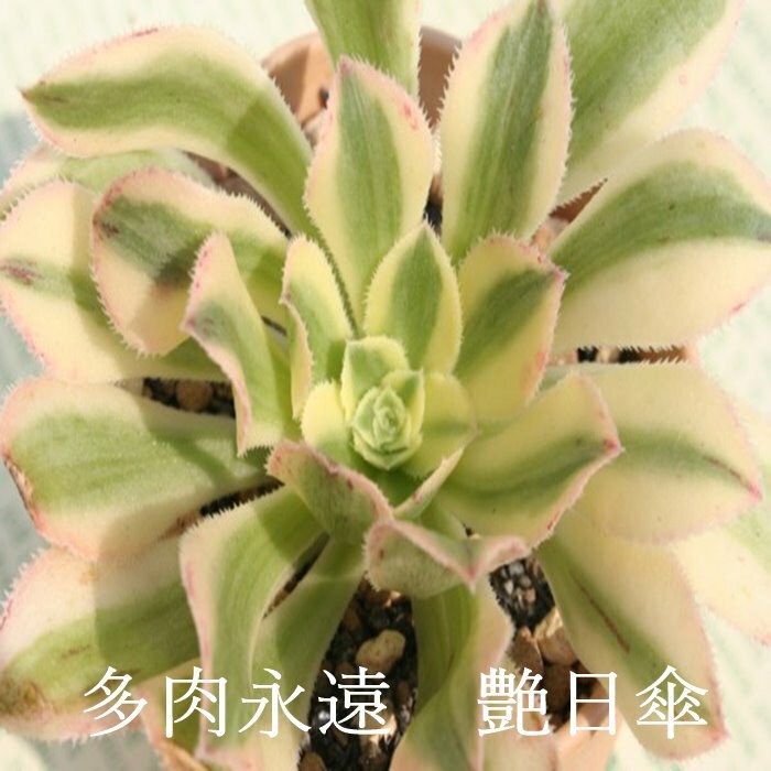 P AGIjE MTCY 6cm|bg ARBOREUM V.VARIEGATA A ^Cv `^ aeonium i  jO 킢