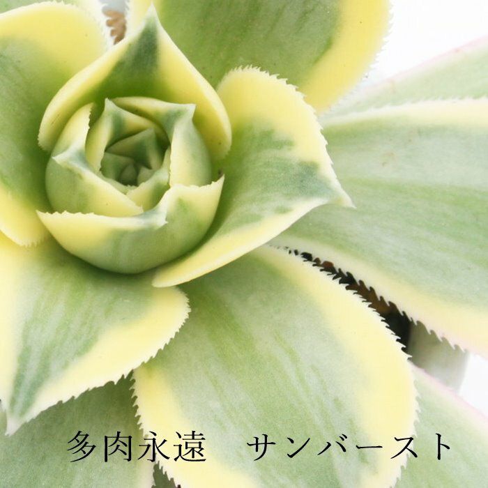 サンバースト アエオニウム Mサイズ 6cmポット SUNBURST 多肉植物 幹立ちタイプ 中型種 aeonium 多肉永遠 かっこいい 男前 かわいい