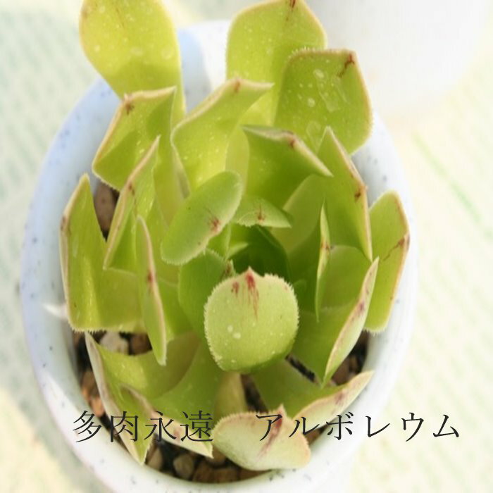 A{E AGIjE MTCY 6cm|bg ARBOREUM A ^Cv `^ aeonium i  jO 킢