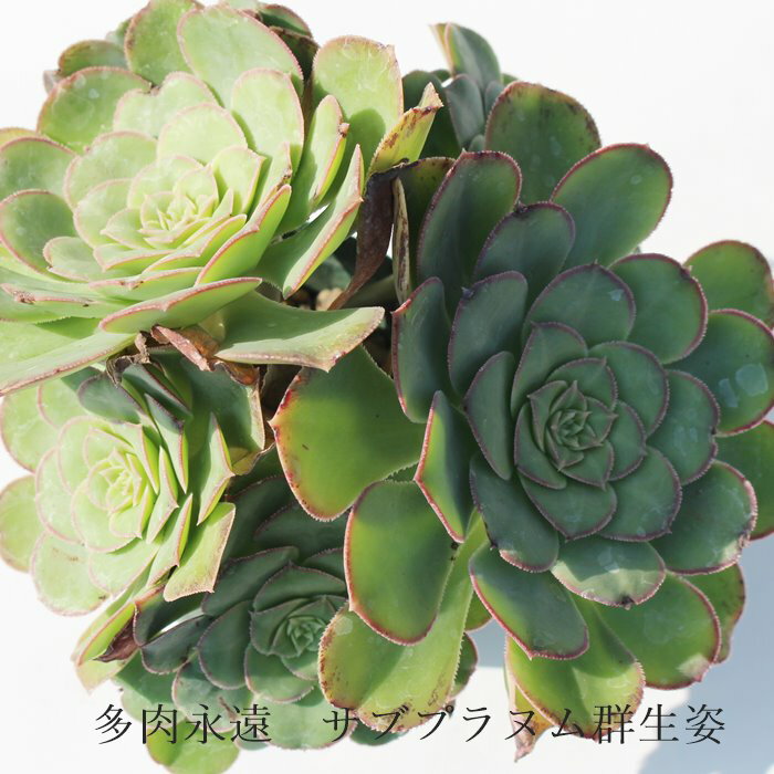 サブプラヌム アエオニウム Mサイズ 6cmポット SUBPLUNUM 多肉植物 幹立ちタイプ 中型種 aeonium 多肉永遠 かっこいい 男前 かわいい