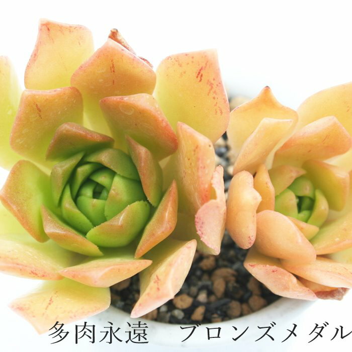 ブロンズメダル アエオニウム Mサイズ 6cmポット BRONZE MEDAL 多肉植物 幹立ちタイプ 小〜中型種 aeonium 多肉永遠 かっこいい 男前 かわいい