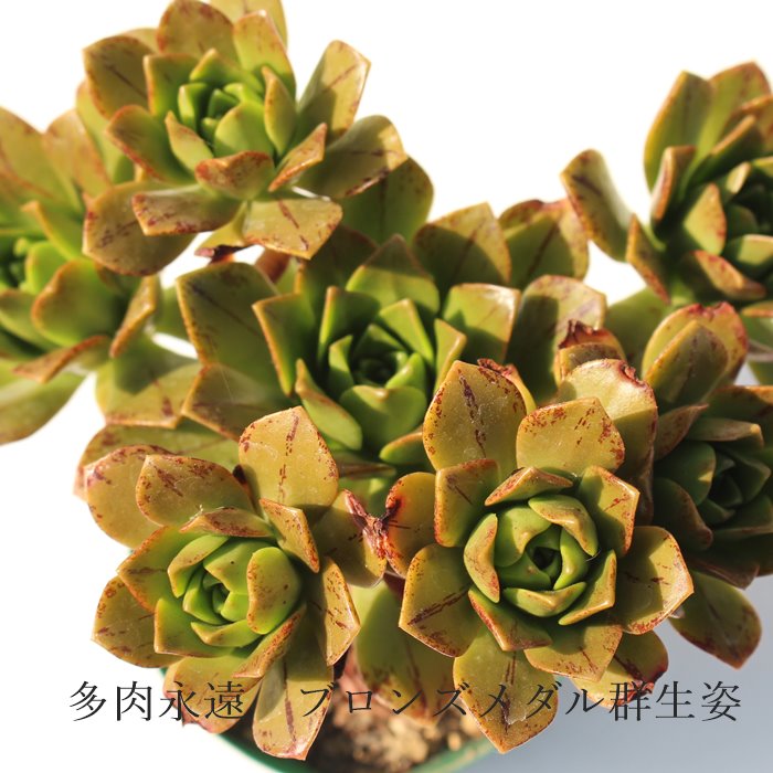 ブロンズメダル アエオニウム Mサイズ 6cmポット BRONZE MEDAL 多肉植物 幹立ちタイプ 小〜中型種 aeonium 多肉永遠 かっこいい 男前 かわいい