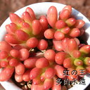 虹の玉 セダム Mサイズ5.5cmポット sedum rubrotinctum 小〜中型種 葉を重ねながら仔を出すタイプ 多肉植物 男前 かわいい きれい 寄せ植えにも