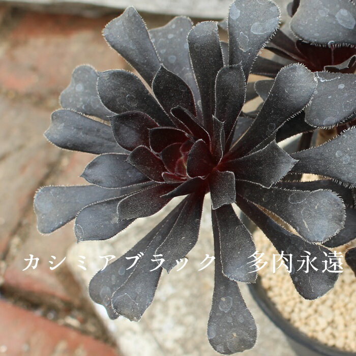 カシミアブラック アエオニウム Mサイズ 6cmポット CV. 'CASHMERE BLACK' 多肉植物 幹立ちタイプ 小〜中型種 aeonium 多肉永遠 かっこいい 男前 かわいい