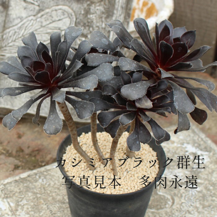 カシミアブラック アエオニウム Mサイズ 6cmポット CV. 'CASHMERE BLACK' 多肉植物 幹立ちタイプ 小〜中型種 aeonium 多肉永遠 かっこいい 男前 かわいい