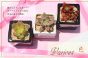 多肉植物の彩3鉢セット 送料無料 母の日 寄せ植え 贈り物 ハロウィン 敬老の日 新築祝 誕生日祝 開店祝 結婚式祝