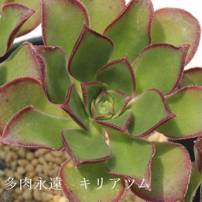 LAc AGIjE MTCY 5.5cm|bg aeonium ciliatum A ^Cv `^ i  jO 킢