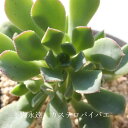 カステロパイバエ アエオニウム Mサイズ 6cmポット CASTELLO-PAIVAE 多肉植物 幹立ちタイプ 小〜中型種 aeonium 多肉永遠 かっこいい 男前 かわいい