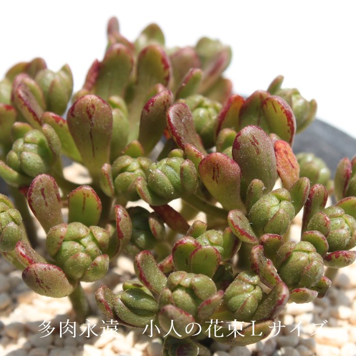 小人の花束 アエオニウム Mサイズ 6cmポット KOBITONOBOUQUET 多肉植物 幹立ちタイプ 小型種 aeonium 多肉永遠 かっこいい 男前 かわいい