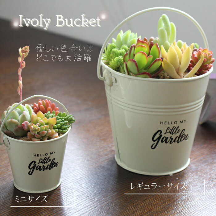 ブリキのバケツ寄せ植え アイボリー 多肉植物11種 4号鉢 多肉植物寄せ植え贈り物 多肉植物お洒落な寄せ植え 贈り物 ハロウィン 敬老の日 新築祝 誕生日祝 開店祝 結婚式祝のサムネイル
