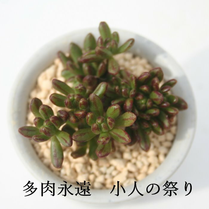 小人の祭り アエオニウム Mサイズ 5.5cmポット SEDIFOLIUM 多肉植物 幹立ちタイプ 小型種