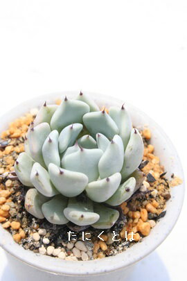 黒爪ザラゴーサ エケベリア Echeveria 多肉植物 エケベリア通販 多肉植物通販 ドライガーデン 山野草 観葉植物 ベランダガーデン