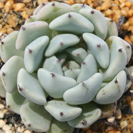 黒爪ザラゴーサ エケベリア Mサイズ5.5cmポット Echeveria cuspidata var. gemmula...