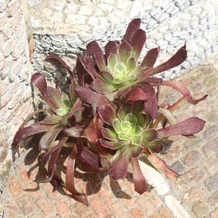 青衣 アエオニウム Mサイズ 7.5cmポット 多肉植物 aeonium aogi 韓国苗 室内植物 ガーデニング 観葉植物 ベランダガーデン