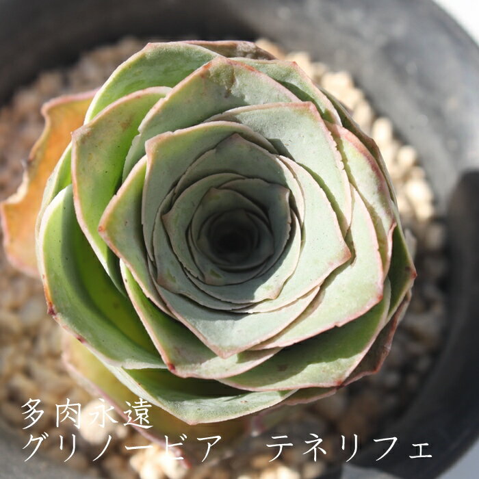 Om[rA eltF AGIjE MTCY 6cm|bg GREENOVIA TENERIFE A ^Cv `^ aeonium i  jO 킢