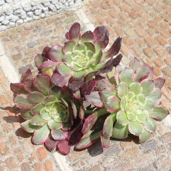 `O AGIjE ؍c MTCY 7.5cm|bg aeonium change A ,eo^Cv ^ 킢