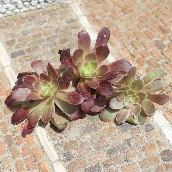 Ai AGIjE ؍c MTCY 7.5cm|bg aeonium annna A ,eo^Cv ^ 킢