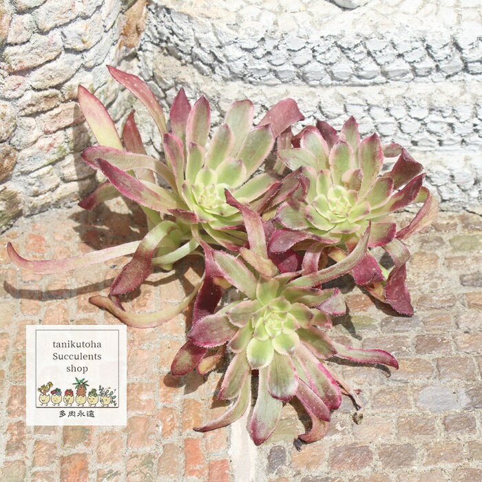 r[iX AGIjE ؍c MTCY 7.5cm|bg aeonium venus A ,eo^Cv ^ 킢