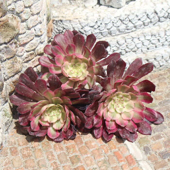 K[lbg AGIjE ؍c MTCY 7.5cm|bg aeonium garnet A ,eo^Cv ^ 킢