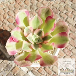 美姫 アエオニウム カット苗 Mサイズ 5.5cmポット 多肉植物 幹立ちタイプ 中型種 aeonium 多肉永遠 かっこいい 男前 かわいい