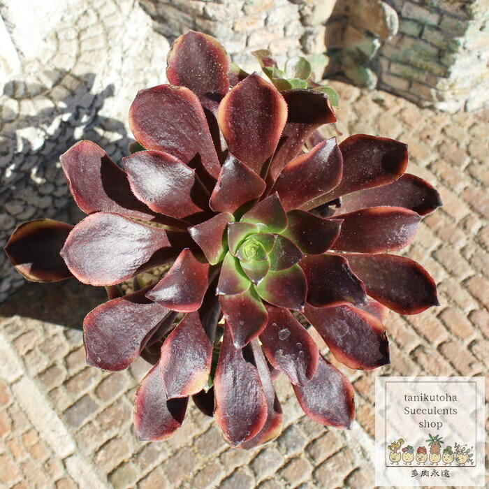 X[p[o[ Jbgc AGIjE MTCY 5.5cm|bg A ^Cv ^ aeonium super burn i  jO 킢