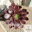 スーパーバーン カット苗 アエオニウム Mサイズ 5.5cmポット 多肉植物 幹立ちタイプ 中型種 aeonium super burn 多肉永遠 かっこいい 男前 かわいい