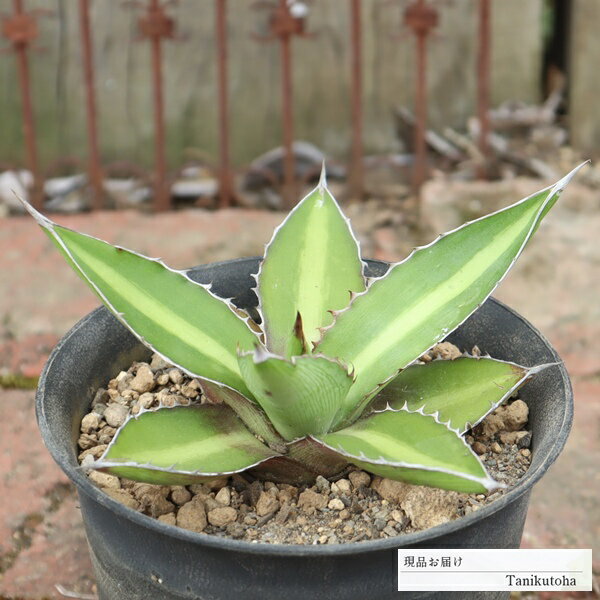 二色万代 AAG16 アガベ 送料無料 おすすめ販売 10cmポット 写真の子をお届け 多肉植物 強刺多肉 多肉永遠