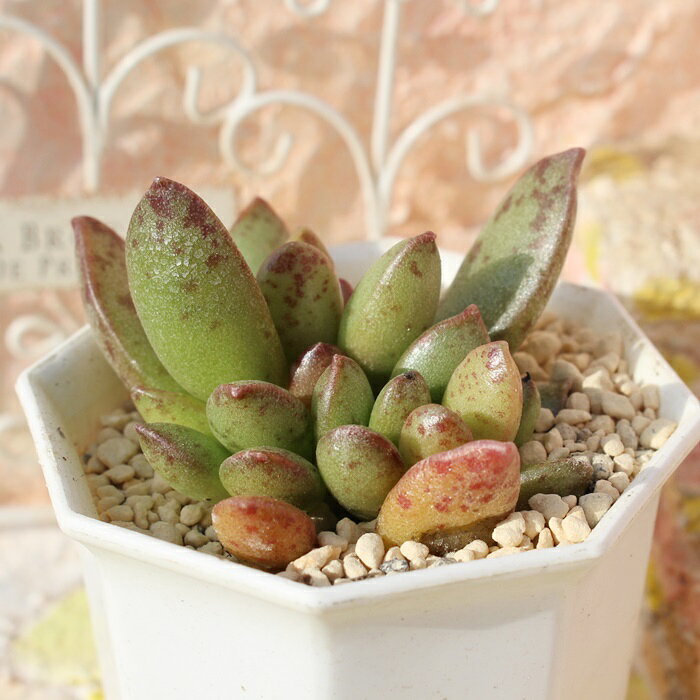アドロミスクス 松虫 希少種 Adromischus hemisphaericus 多肉植物 アドロミスクス...