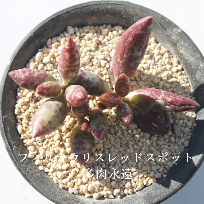 tBJEXbhX|bg Ah~XNX MTCY 5.5cm|bg adroimischus filicaulis ssp. 'red spotted' `^ td˂Ȃeo^Cv ꂢ 񂹐Aɂ A