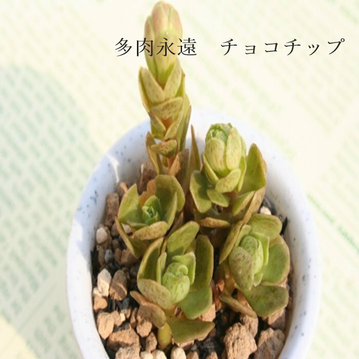 チョコチップ アエオニウム Mサイズ 6cmポット 'CHOCOLATE TIP' 多肉植物 幹立ちタイプ 小型種 aeonium 多肉永遠 かっこいい 男前 かわいい