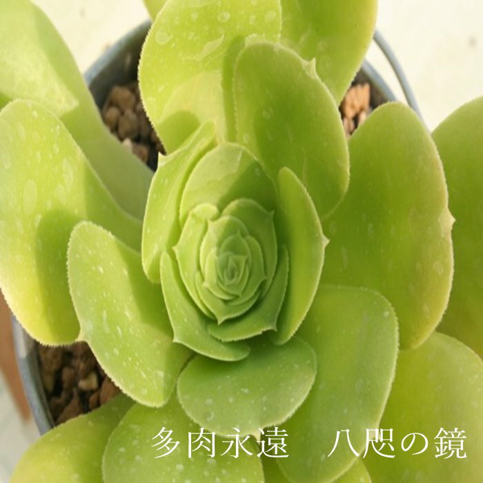 八咫の鏡 アエオニウム Mサイズ 6cmポット 'TABULIFORME F.' 多肉植物 幹立ちタイプ 小〜中型種 aeonium 多肉永遠 かっこいい 男前 かわいい