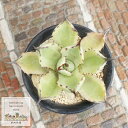 吉祥冠錦 外斑 Mサイズ8cmポット アガベ Agave potatorum 039 kisshou-kan 039 variegata 斑入り 強刺多肉 多肉植物 男前 多肉贈り物