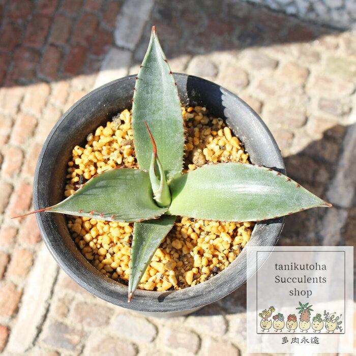アガベ コロラータ スプリウム 観葉植物 多肉植物 Agave colorata 'Spuriam' 小中型 ロゼットタイプ インテリア 縁起物 風水 ドライガーデン 育てやすい 多年草