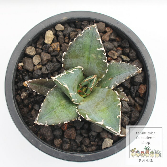 白鯨 アガベ Mサイズ 7.5cmポット 強刺多肉 多肉植物