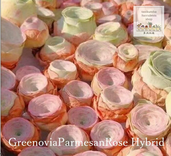 パルメザンローズ ハイブリッド グリノービア Mサイズ 5.5cmポット 多肉植物 韓国苗 greenovia parmsan rose hyb ドライガーデン 多年草 ガーデニング 観葉植物 ベランダガーデン