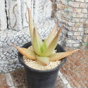 イビテンシス アロエ Mサイズ6cmポット aloe black boy 小〜中型種 幹立ちタイプ きれい 寄せ植えにも 多肉植物