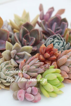 多肉植物 アレンジメント セット SMサイズ カット苗 アソート35個 送料無料 自分で作る 寄せ植え アレンジ苗 観葉植物 多肉永遠