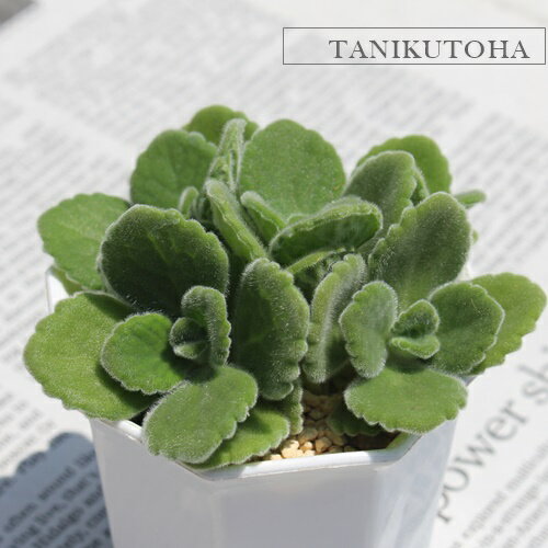 ����ݥ��� ���ꥦ�� M������ 5.5cm�ݥå� �����淿�� ��Ω�������� ¿����ʪ