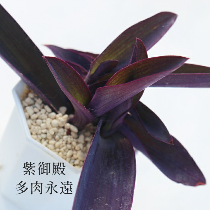 紫御殿 トラデスカンチア Mサイズ5.5cmポット tradescantia pallida purpurea 小〜中型種 葉を重ねながら仔を出すタイプ 多肉植物 きれい 寄せ植えにも