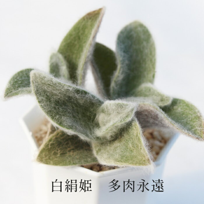 白絹姫 トラデスカンチア Mサイズ5.5cmポット tradescantia fusucata 小〜中型種 葉を重ねるタイプ 多肉植物 きれい 寄せ植えにも