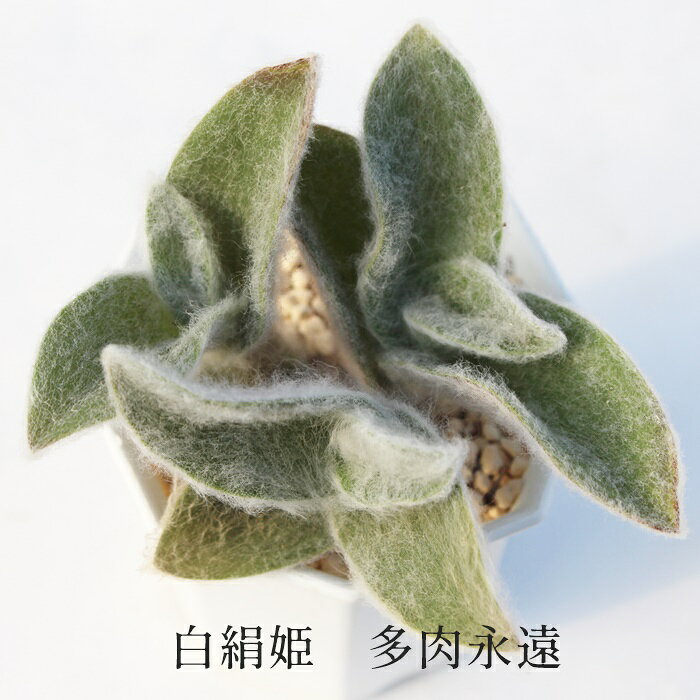 白絹姫 トラデスカンチア 観葉植物 tradescantia fusucata 寄せ植え 群馬県産 ベラ...