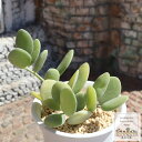 緑の太鼓 クセロシキオス Mサイズ 5.5cmポット 小〜中型種 葉を重ねるタイプ 多肉植物
