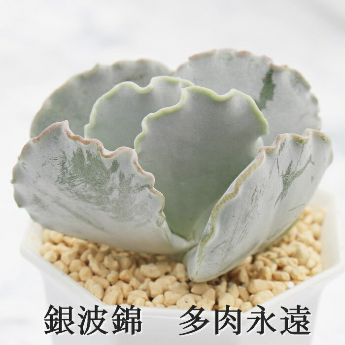 銀波錦 コチレドン Mサイズ6cmポット Cotyledon orbiculata 'undulata' 多肉植物 小〜中型種 葉を重ねるタイプ 白粉