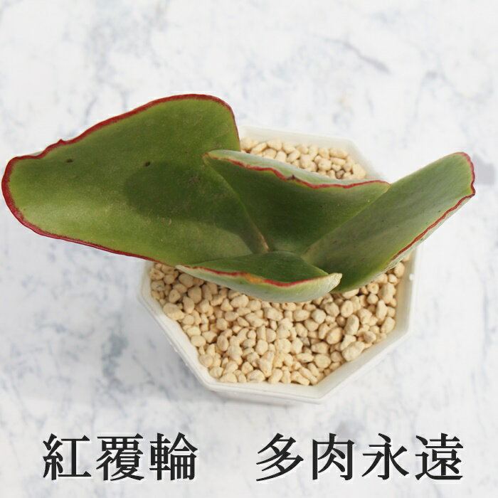 g Jbgc R`h MTCY5.5cm|bg Cotyledon macrantha var. virescens A `^ td˂^Cv 킢  jO