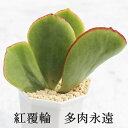 紅覆輪 カット苗 コチレドン Mサイズ5.5cmポット Cotyledon macrantha var. virescens 多肉植物 小〜中型種 葉を重ねるタ...