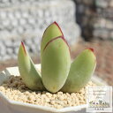 白美人 コチレドン Mサイズ5.5cmポット Cotyledon 'hakubijin' 多肉植物 小~中型種 葉を重ねるタイプ